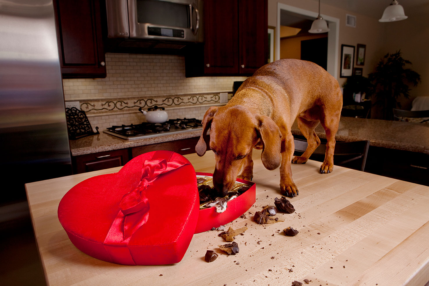 ¿Por qué es el chocolate tóxico para los perros?